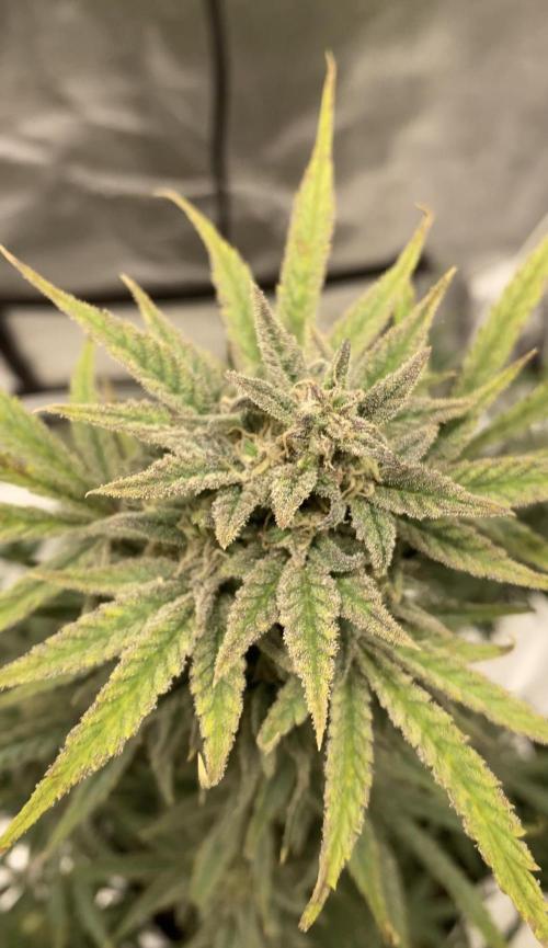 Orange sherbet auto. Week 13