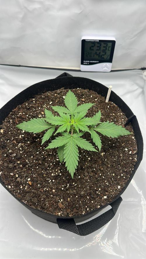 Glue Gelato auto. Week 3 - Day 18