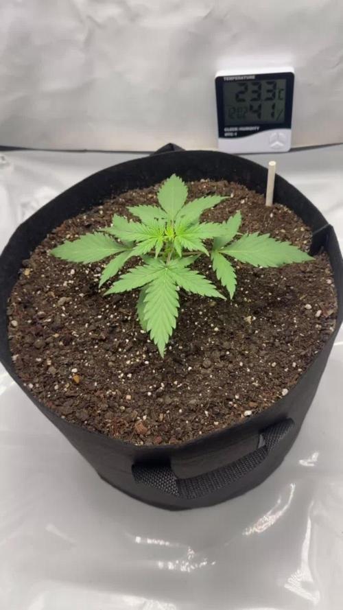 Glue Gelato auto