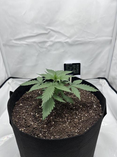 Glue Gelato auto. Week 3 - Day 21