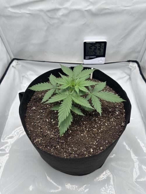 Glue Gelato auto. Week 3 - Day 21