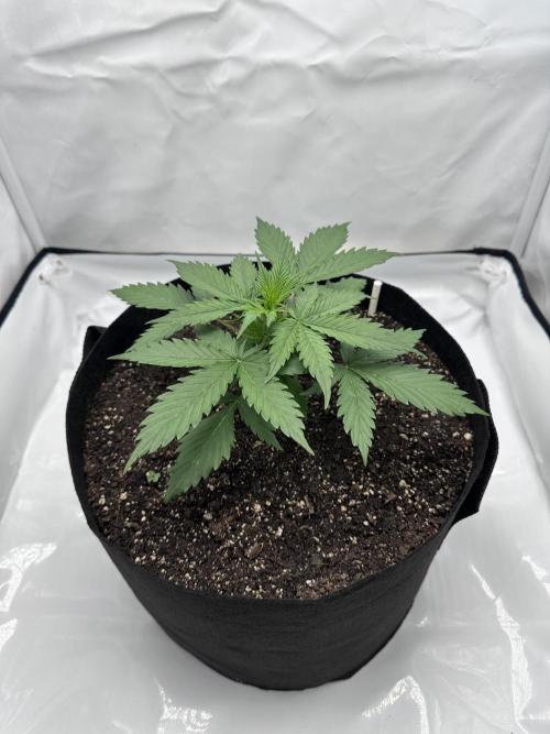 Glue Gelato auto. Week 4 - Day 21