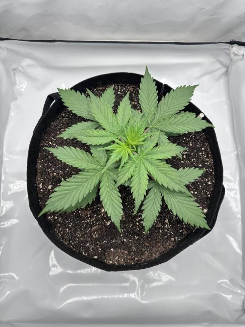 Glue Gelato auto. Week 4 - Day 21