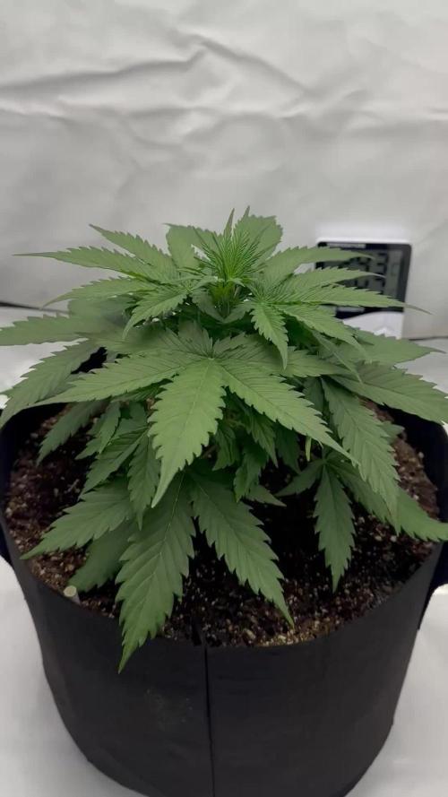 Glue Gelato auto
