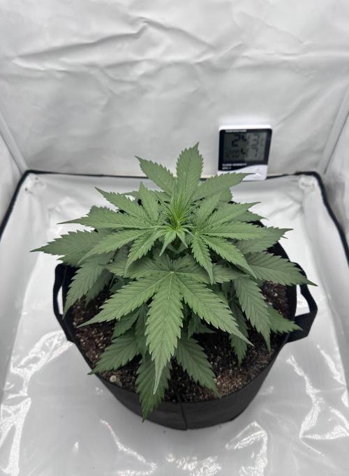 Glue Gelato auto. Week 4 - Day 27