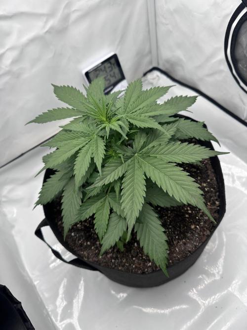 Glue Gelato auto. Week 4 - Day 27