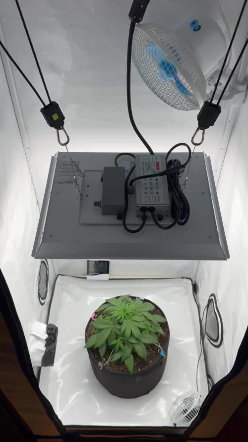 Glue Gelato auto