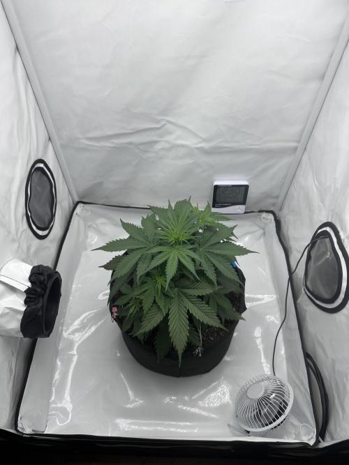 Glue Gelato auto. Week 5 - Day 29