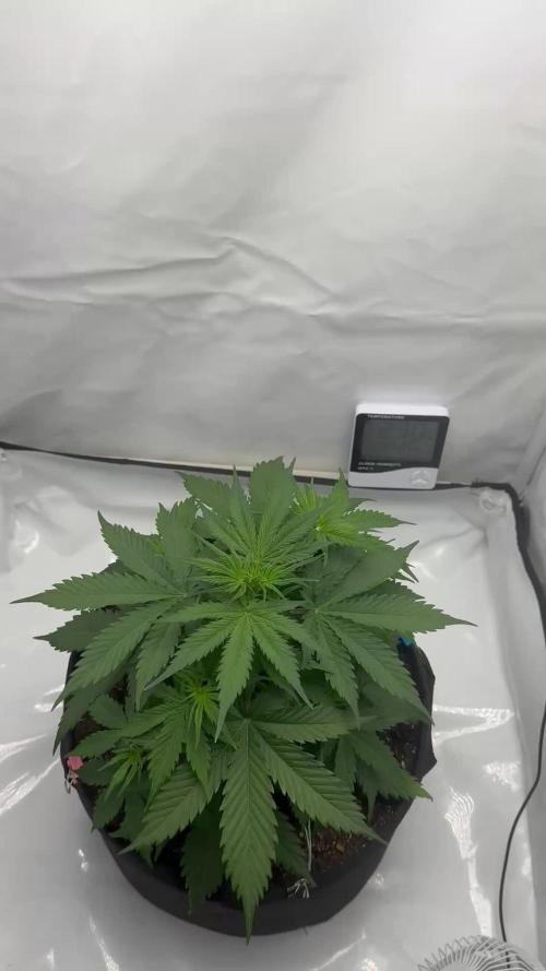 Glue Gelato auto