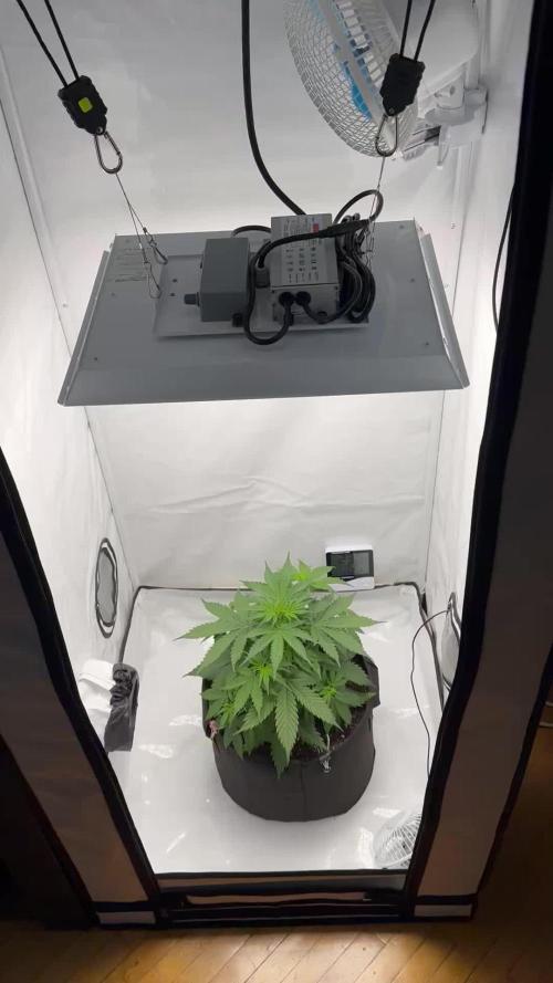 Glue Gelato auto