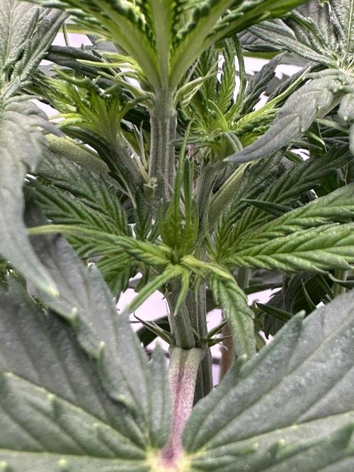 Glue Gelato auto. Week 5 - Day 33