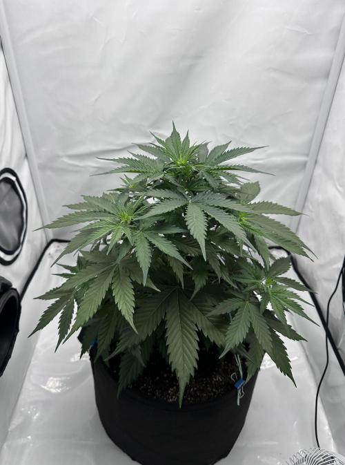 Glue Gelato auto. Week 5 - Day 34
