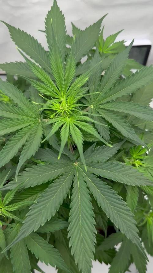 Glue Gelato auto
