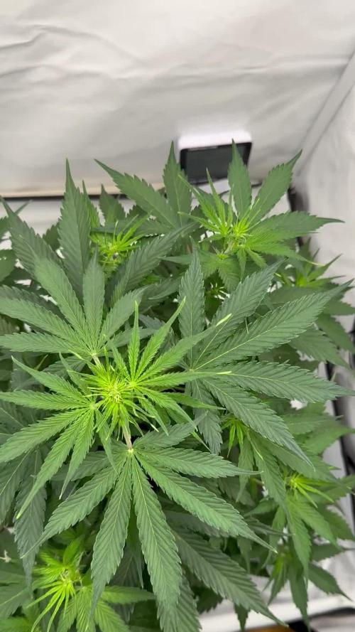 Glue Gelato auto