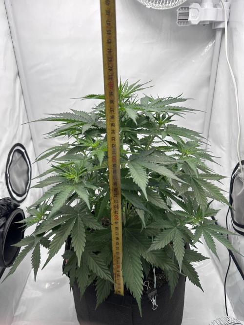 Glue Gelato auto. Week 6 - Day 37