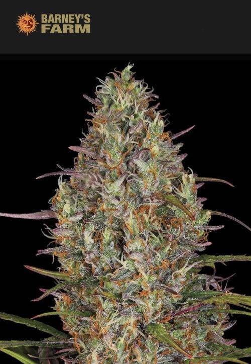 Glue Gelato Auto. Week 0