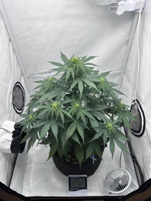 Glue Gelato auto. Week 6 - Day 41