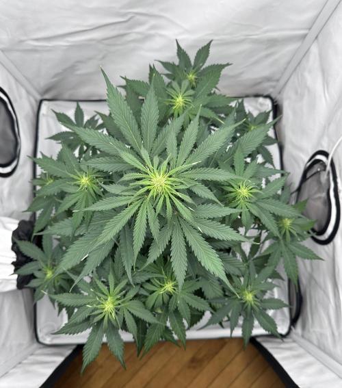 Glue Gelato auto. Week 6 - Day 41