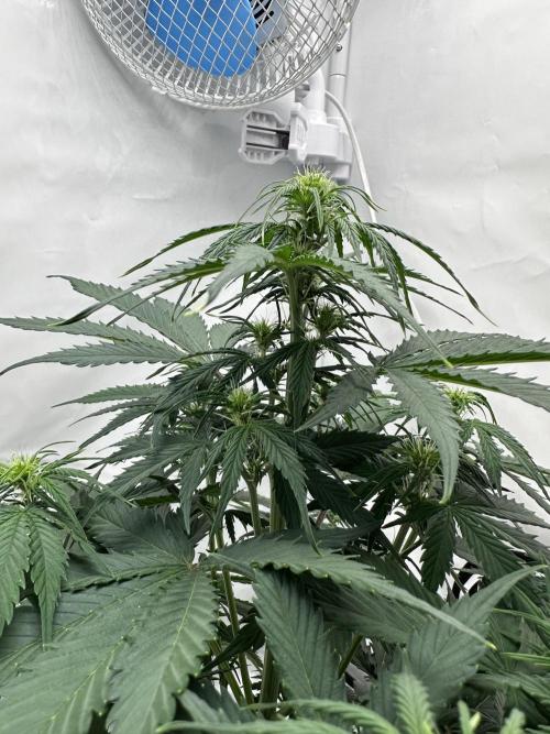 Glue Gelato auto. Week 6 - Day 41