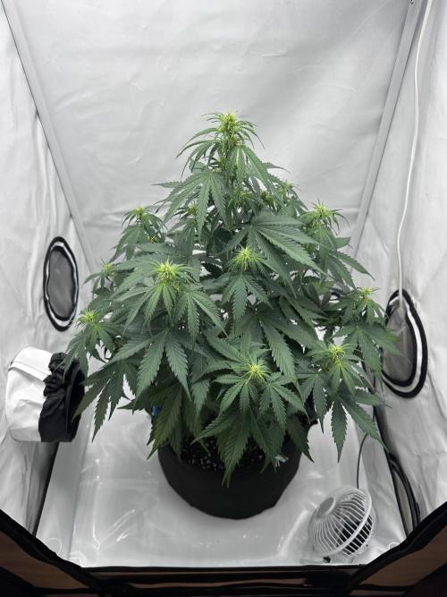 Glue Gelato auto. Week 7 - Day 43