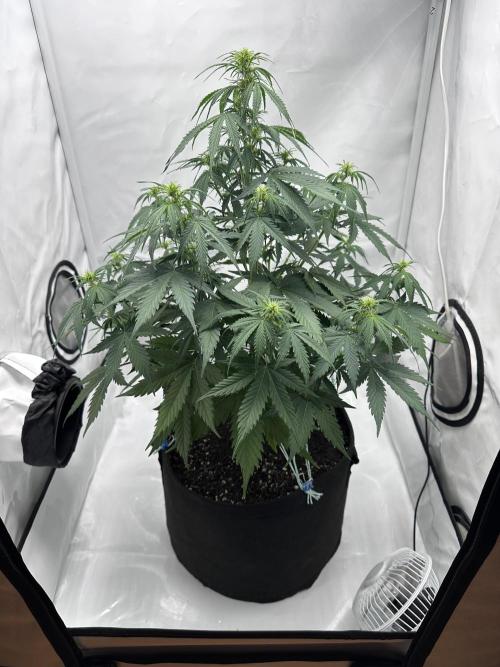 Glue Gelato auto. Week 7 - Day 43