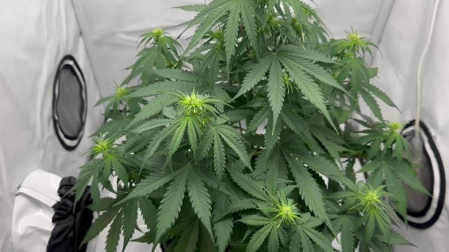 Glue Gelato auto