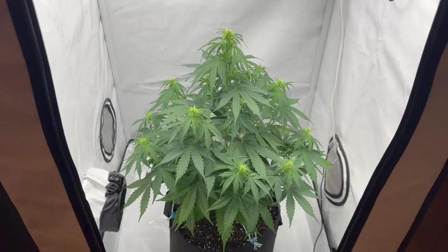 Glue Gelato auto