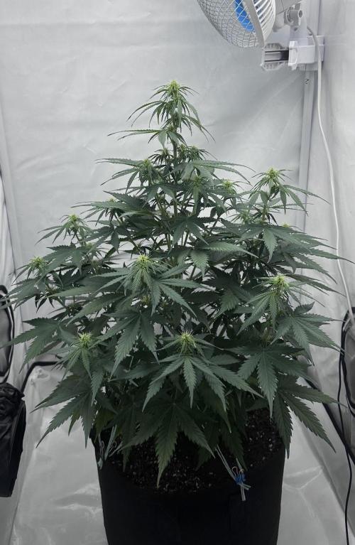 Glue Gelato auto. Week 7 - Day 45