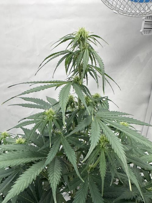 Glue Gelato Auto. Week 7