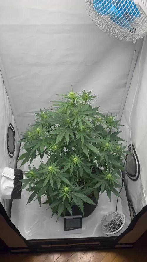Glue Gelato auto