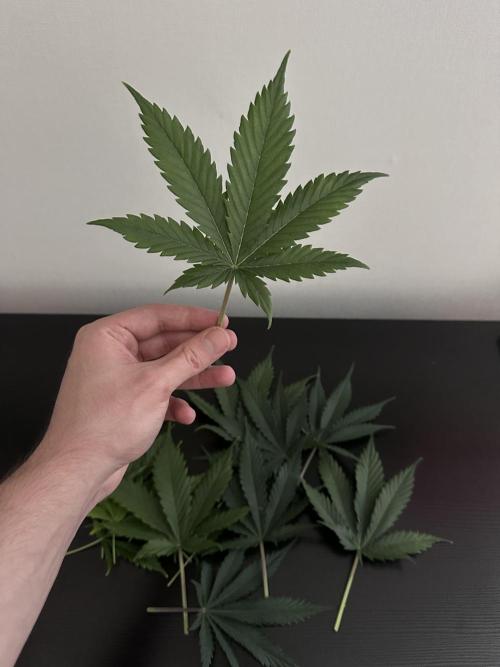 Glue Gelato Auto. Week 7