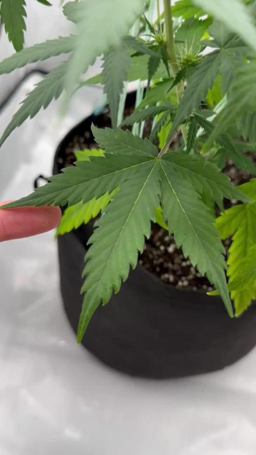 Glue Gelato auto