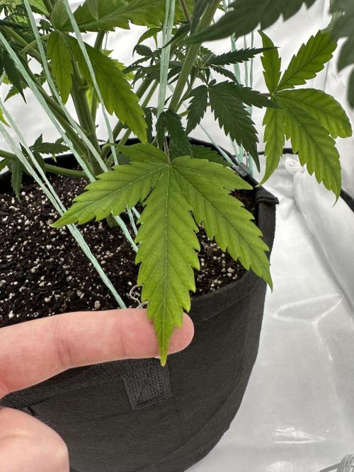 Glue Gelato Auto. Week 8