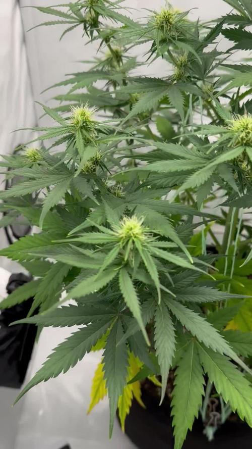 Glue Gelato auto