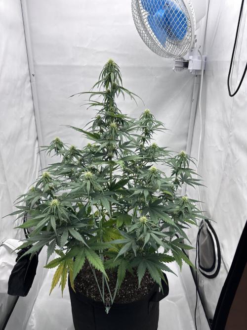 Glue Gelato auto. Week 8 - Day 52