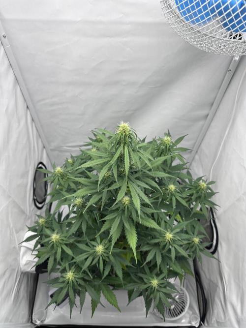 Glue Gelato Auto. Week 8