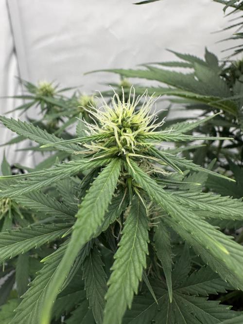 Glue Gelato auto. Week 8 - Day 55