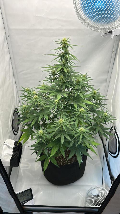 Glue Gelato auto. Week 8 - Day 55