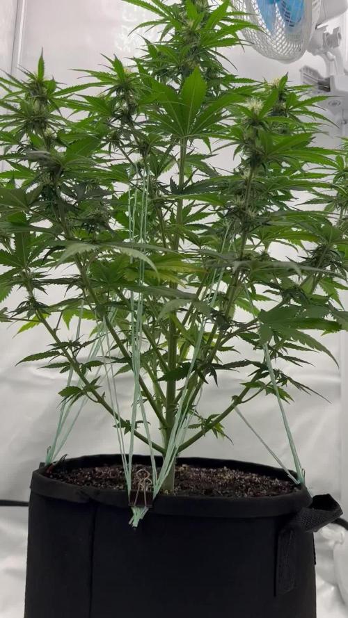 Glue Gelato auto