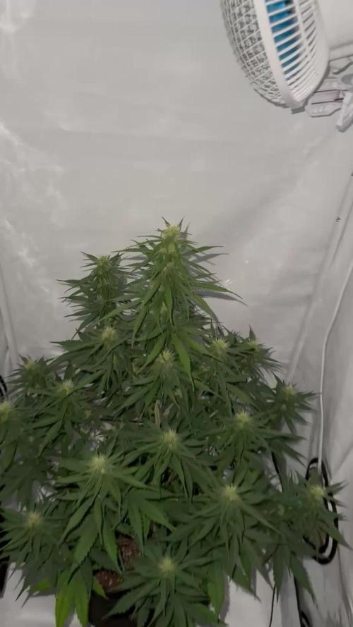Glue Gelato auto