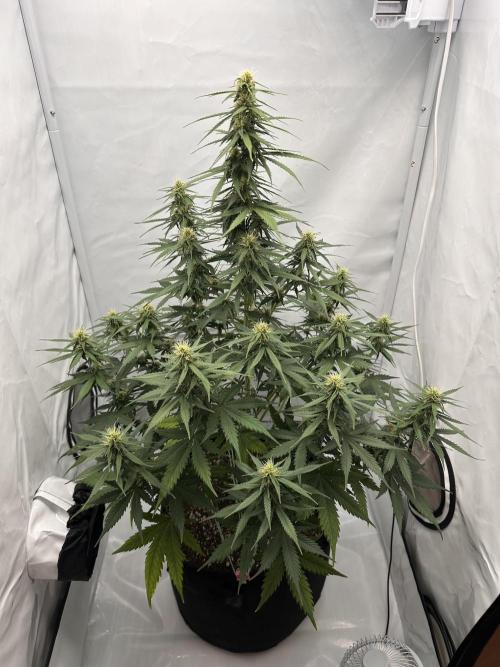 Glue Gelato Auto. Week 9
