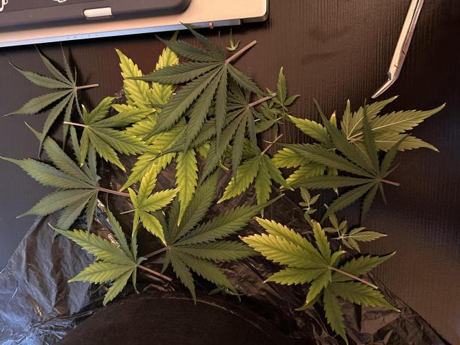 Glue Gelato Auto. Week 9