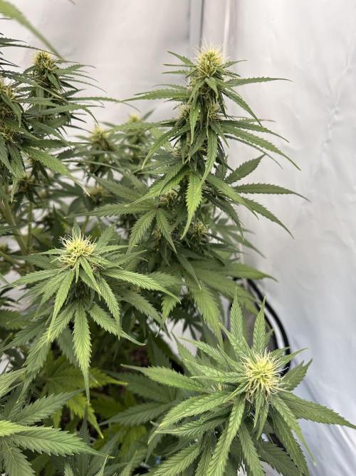 Glue Gelato auto. Week 9 - Day 60