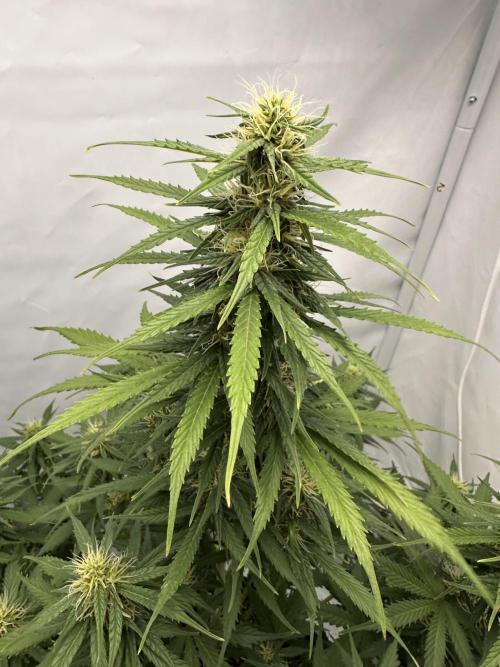 Glue Gelato auto. Week 9 - Day 60