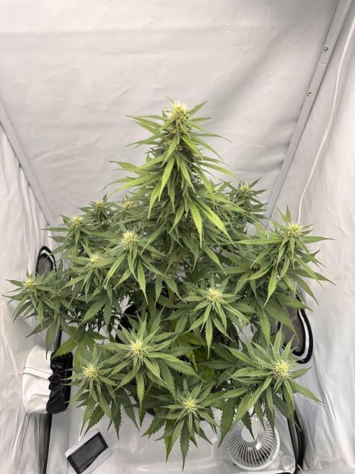 Glue Gelato auto. Week 9 - Day 60