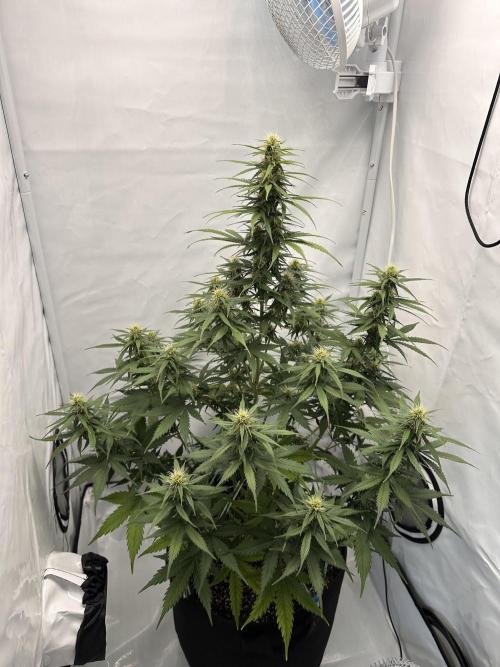 Glue Gelato Auto. Week 9