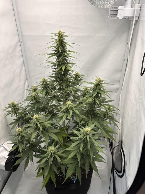 Glue Gelato Auto. Week 9