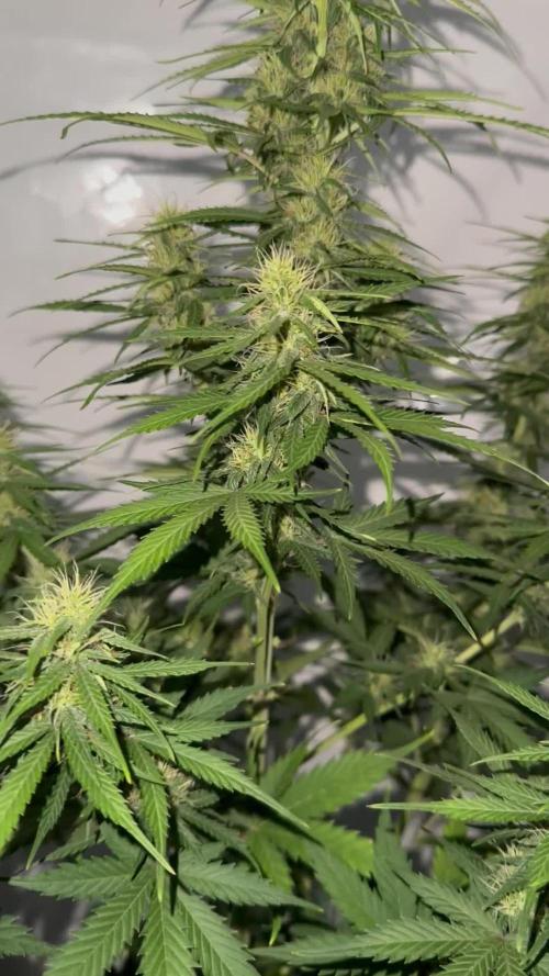 Glue Gelato auto