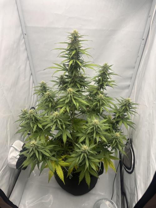 Glue Gelato auto. Week 9 - Day 63