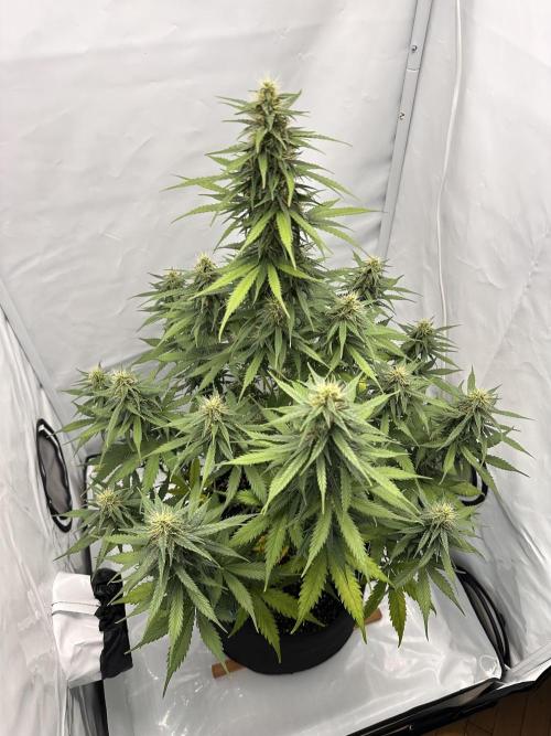 Glue Gelato auto. Week 10 - Day 66